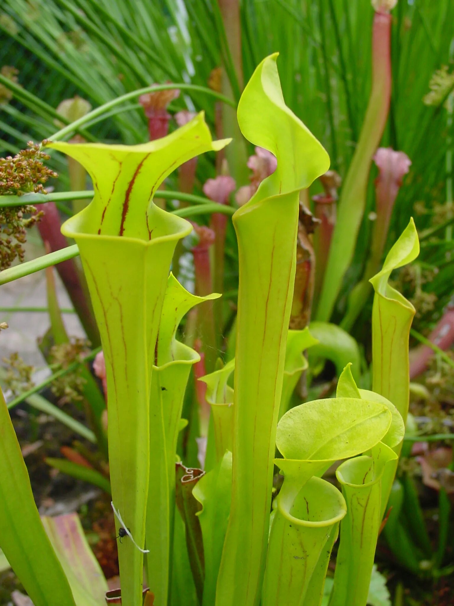 Растения трубочки