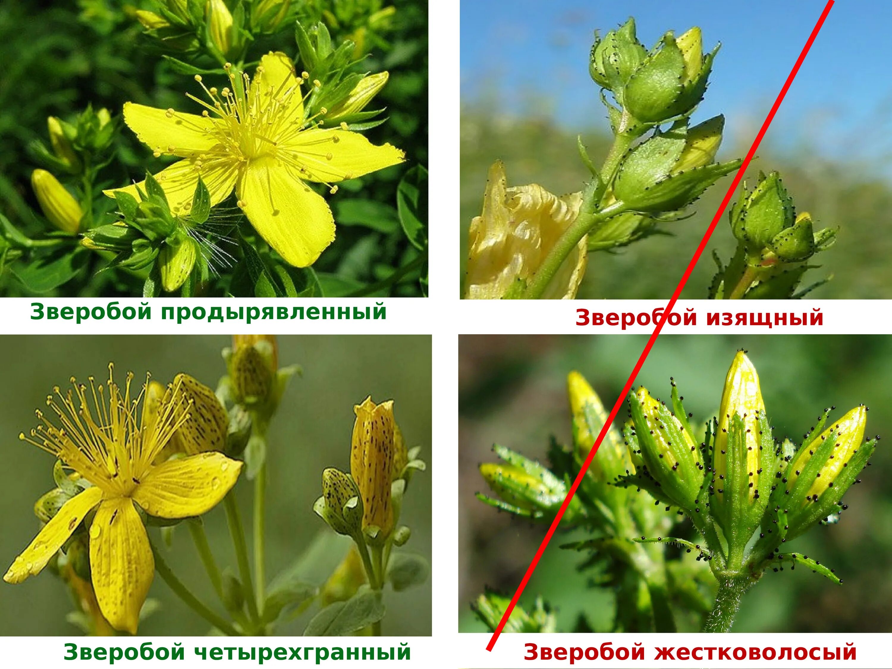 Зверобой четырехгранный. Зверобой пятнистый и продырявленный. Зверобой четырехгранный и продырявленный отличия. Зверобой продырявленный отличие.