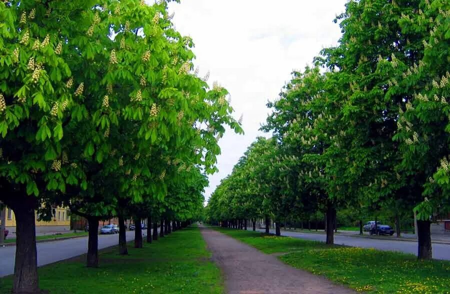 В парке 40 берез количество каштанов. Аллея цветущих каштанов Майкоп. Губкин каштаны. Аллея цветущих каштанов Саратов.