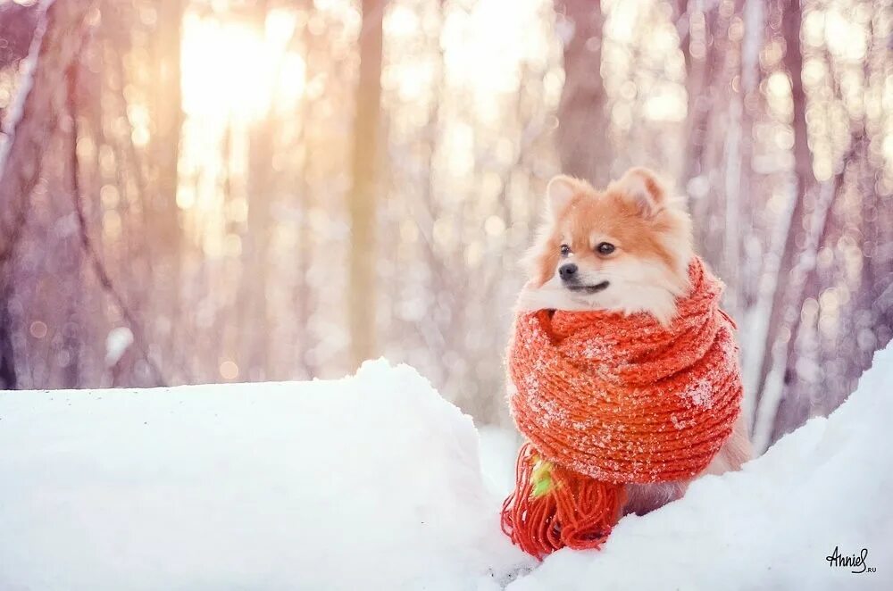 Фото с добрым зимним утром. Оранжевая зима. Шпиц зима. Шпиц в снегу. Шпиц зимой.