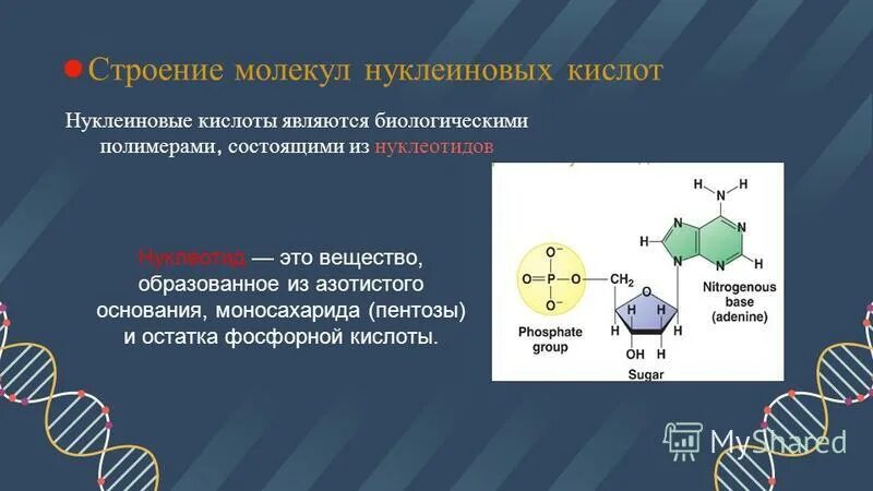 Нуклеиновые кислоты фосфор