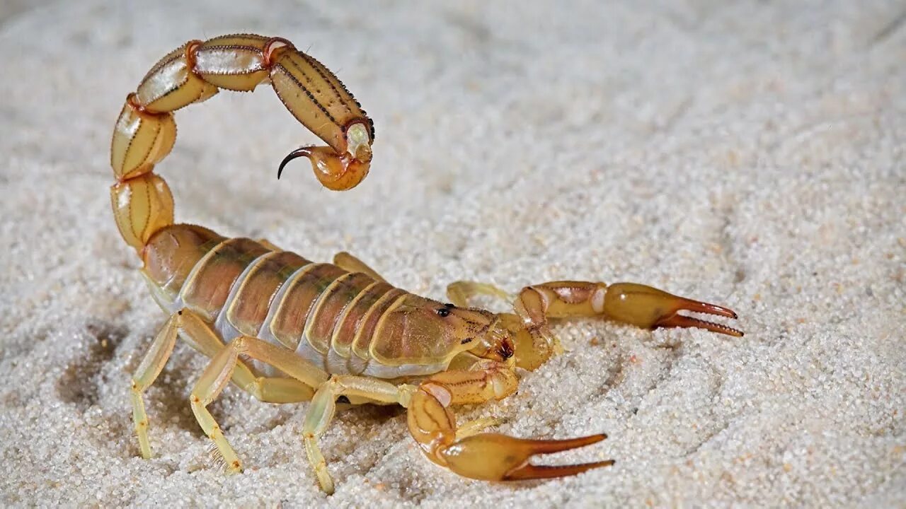 Animals scorpions. Маньчжурский золотой Скорпион. Желтый толстохвостый Скорпион. Палестинский Скорпион генурис. Аризонский древесный Скорпион.