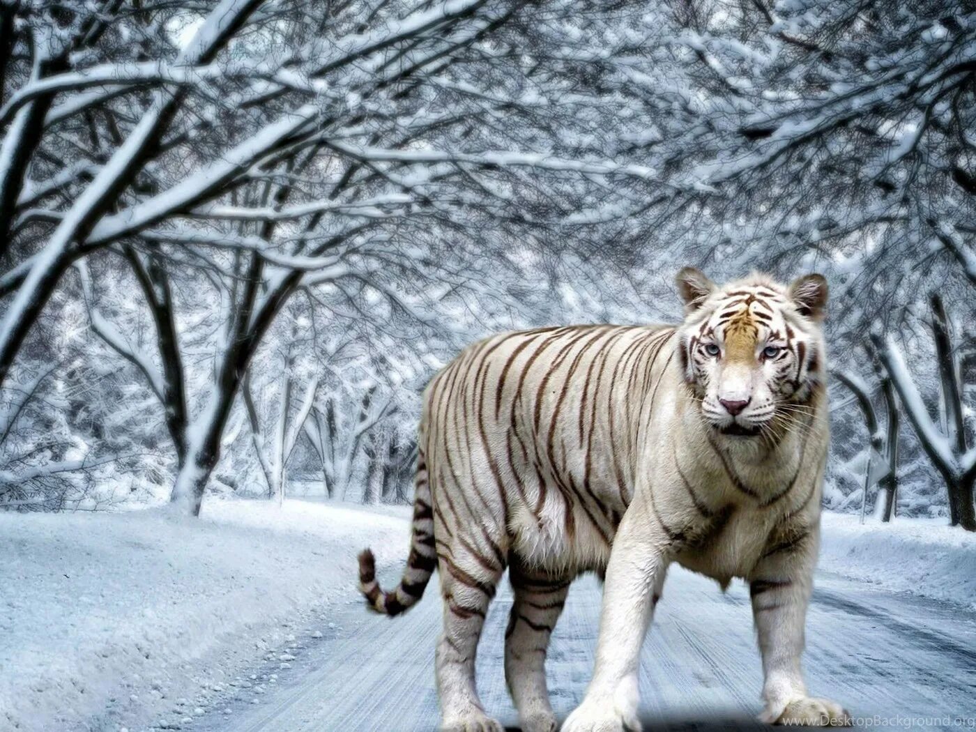 Тигр обои. Бенгальский тигр. Красивый тигр обои. Тайгер слушать