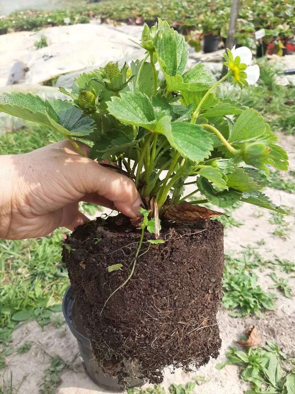Дачник купил а саженцев клубники. Саженцы клубники с зкс. рассада клубника виды. рассада земляника оптом.