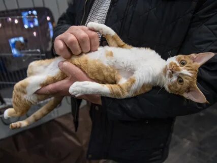 Подобрали кошку делать