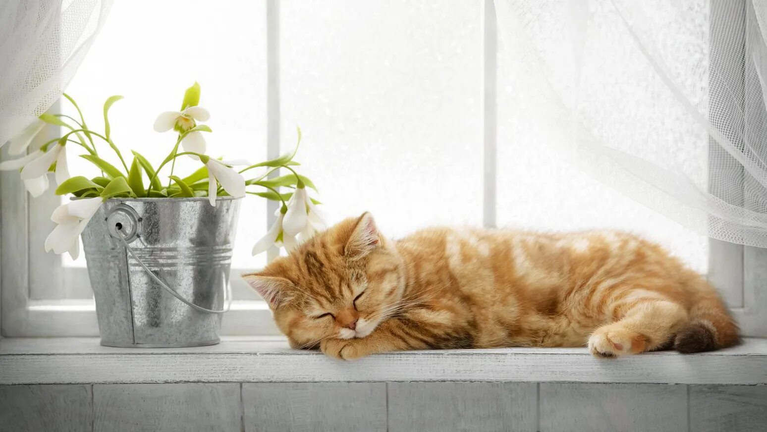 кошка на подоконнике. художница fusun urkun. котик на подоконнике. кошки на окошке. коты на окне картинки.