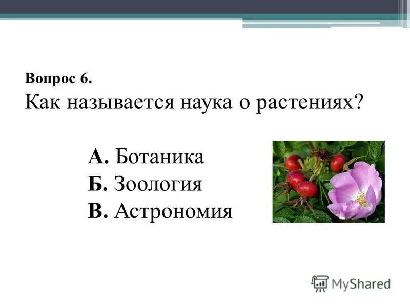Что изучает ботаника. Животные и растения взаимовлияние животных и растений. Группы растений изученные на уроке. Как называется наука о растениях и животных. Ботаника это наука.