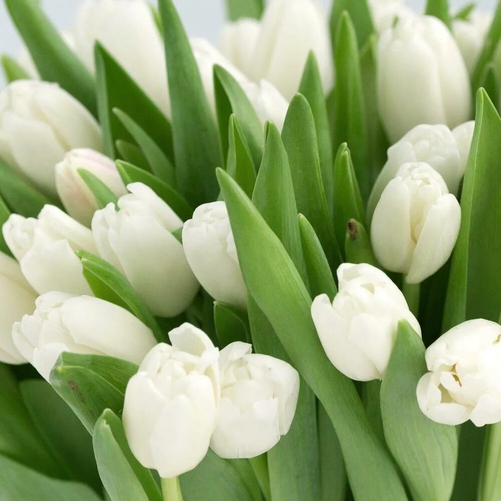 Белые тюльпаны букет. Композиция из белых тюльпанов. Тюльпан вайт династия. Белые тюльпаны значение. Букет из белых тюльпанов.