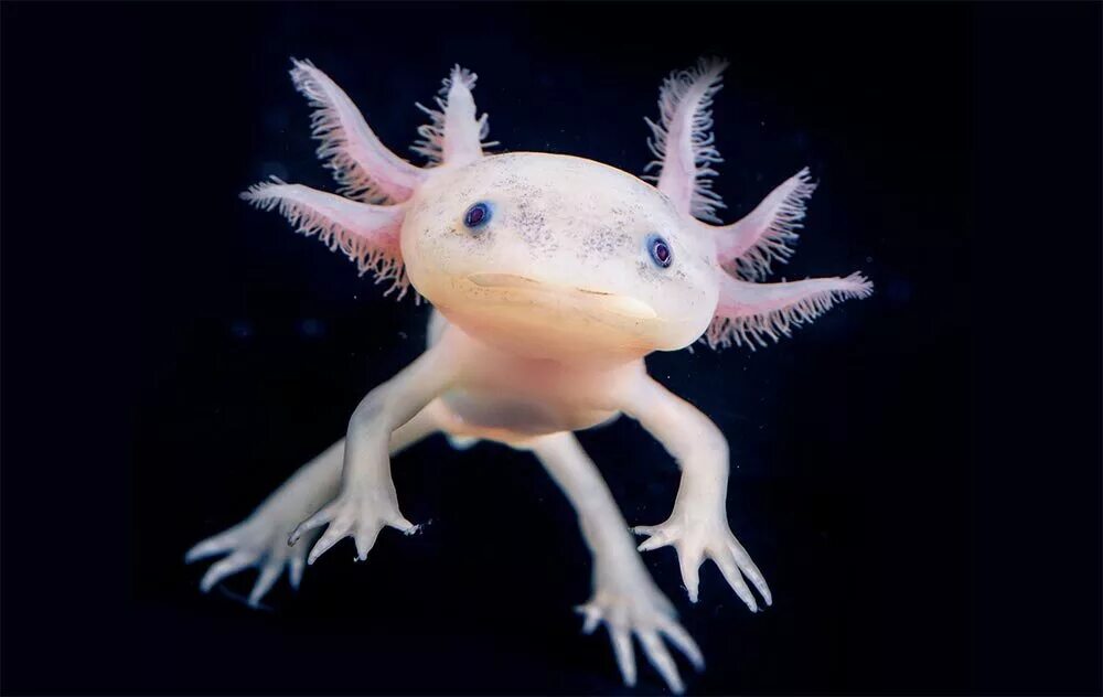 Аксолотль домашний. Аксолотль альбинос. Аксолотль хищный. Хвостатые земноводные аксолотль. Аксолотль среда обитания.
