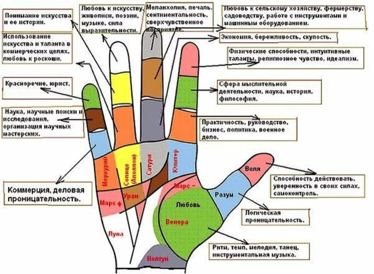 Ладонь описание