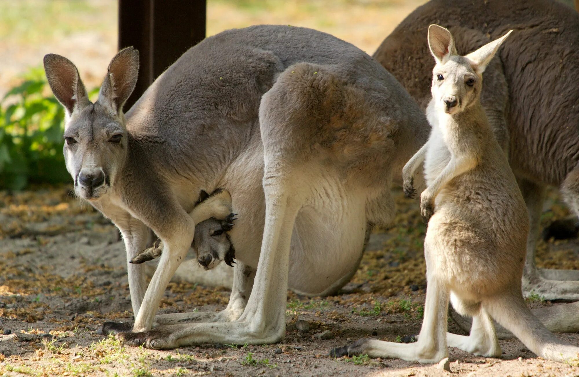 Сумчатые кенгуру. Австралийский кенгуру. Кенгуру с детенышем Австралии. Кенгуру с кенгуренком.