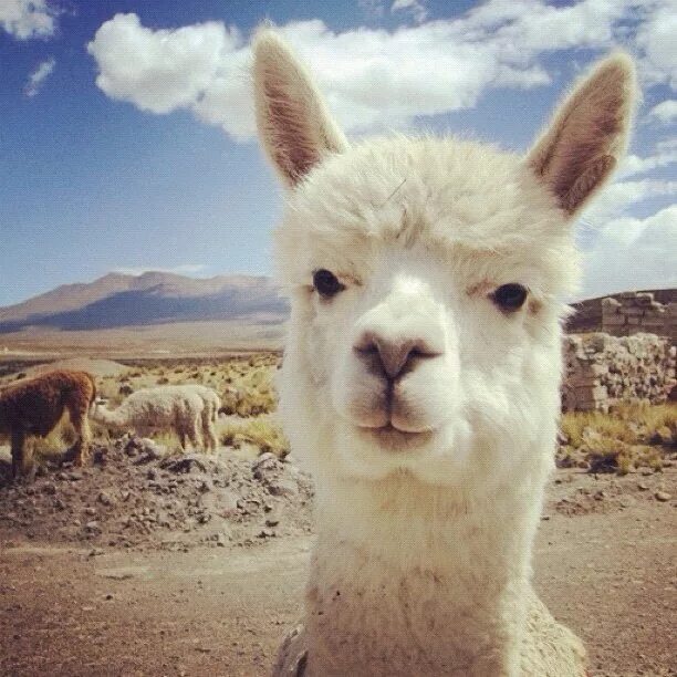 Video llama
