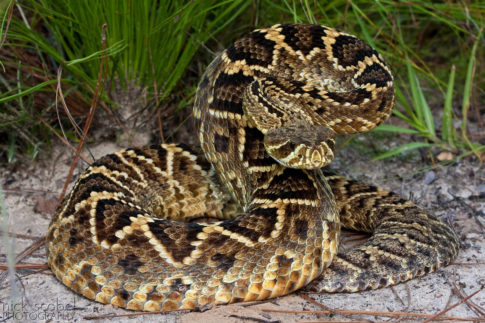 Crotalus adamanteus. Техасский гремучник. Тигровый гремучник. Пестрый гремучник.