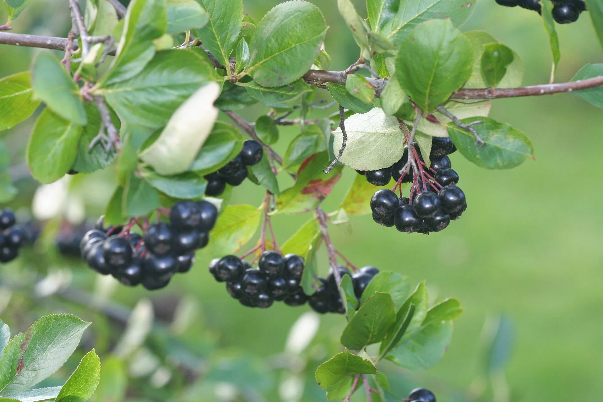 Кустовые ягоды. Арония Мичурина — Aronia mitschurinii. Черноплодная рябина арония. Арония черноплодная куст. Черноплодная рябина арония Мичурина.