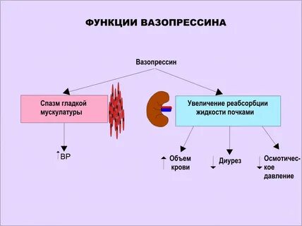 Основные эффекты вазопрессина