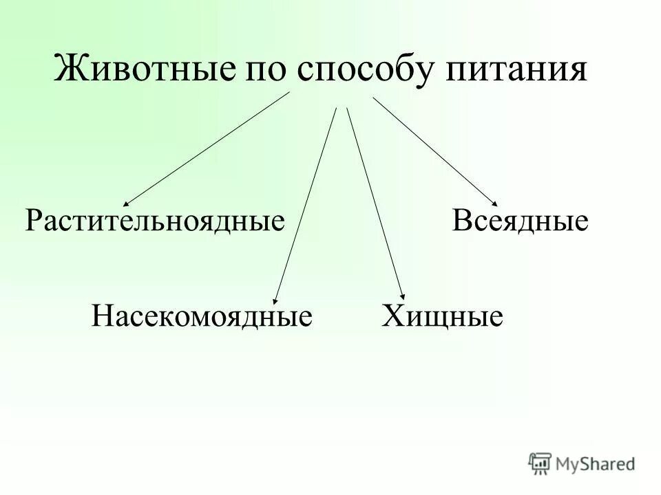 Группы животных по характеру питания. Группы животных по типу питания. способы питания животных. по способу питания животные делятся. группы животных по питанию.