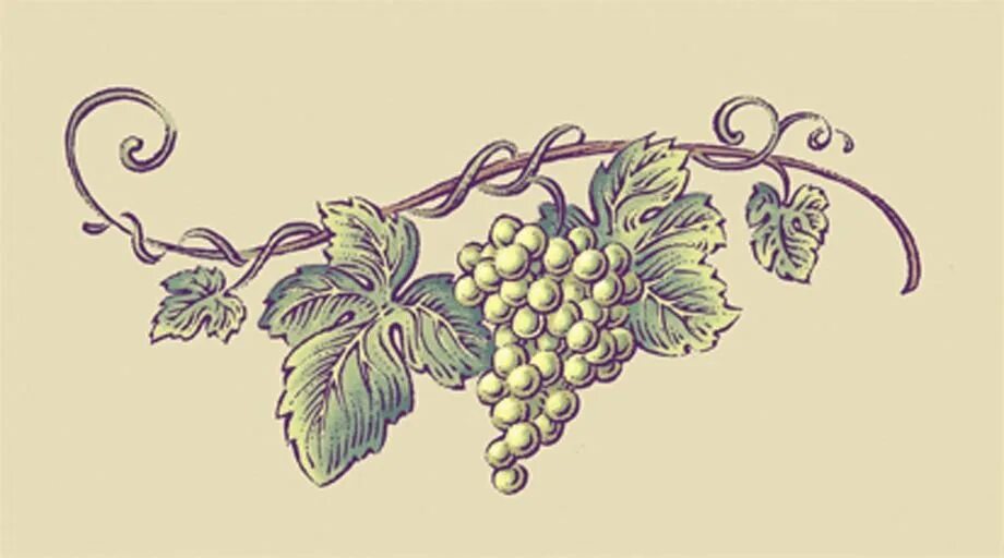 Виноградная лоза эскиз. Куст виноградной лозы. Ветка лозы винограда рисунки. Изображение виноградной лозы. Лоза нарисованная.