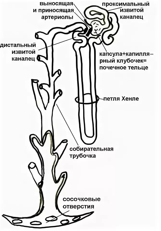 Выносящая артериола почки. Проксимальный и дистальный канальцы нефрона. Проксимальный извитой каналец гистология. Проксимальный почечный каналец. Дистальный почечный каналец.