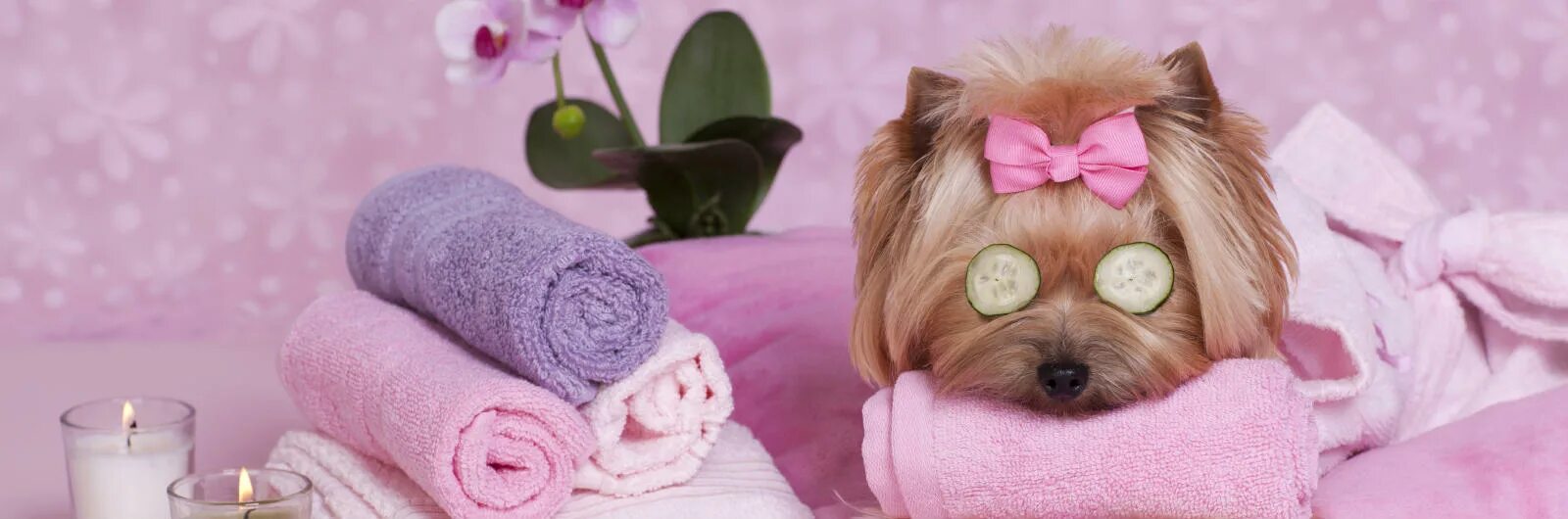 Pet spa. Spa для собак. Груминг. Косметика для собак. Косметика для собак и кошек.