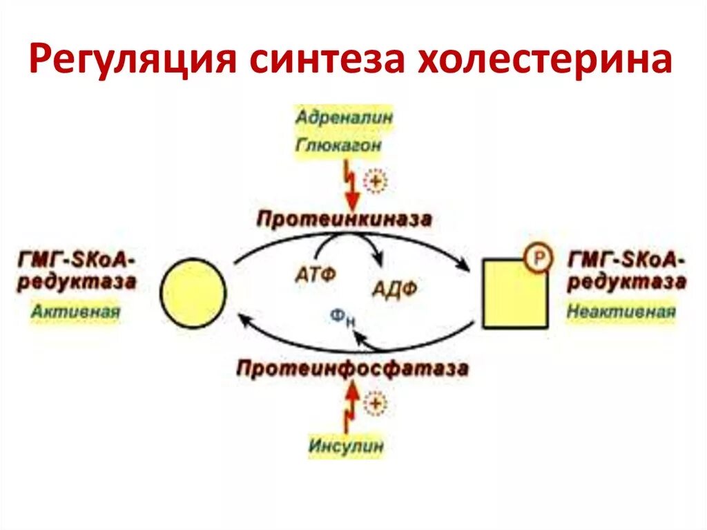 Регуляция синтеза холестерола. Влияние инсулина на Синтез холестерола. Регуляция синтеза холестерина биохимия. Этапы синтеза холестерина биохимия.