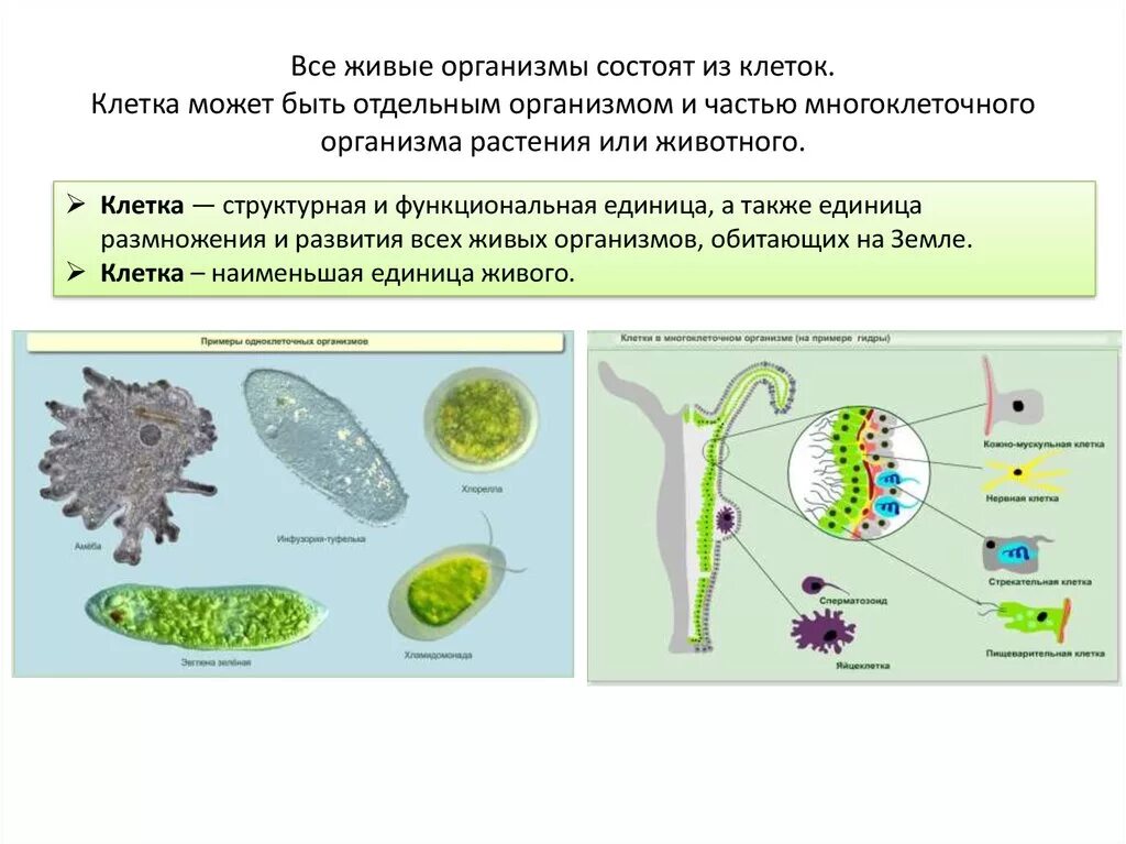 Организм животного состоит из клеток. Из чего состоят тела живых организмов. Клетки многоклеточного организма. Многоклеточные организмы состоят из. Живые организмы состоят из клеток.