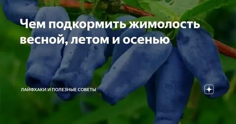 Чем подкормить осенью жимолость для хорошего урожая