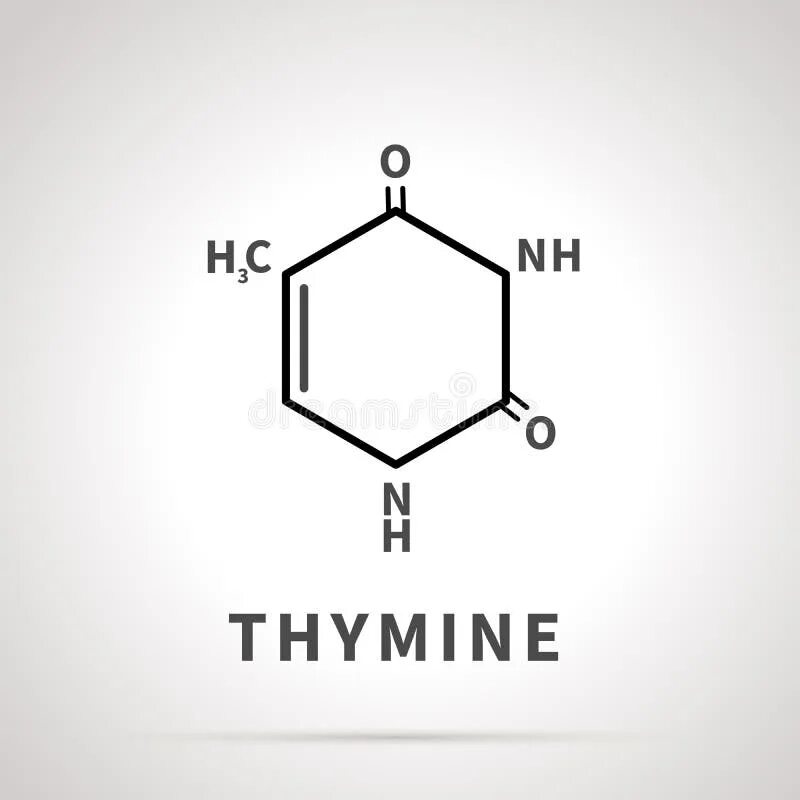 Тимин формула. Тимин. Тимин структурная формула. Тимин картинка.