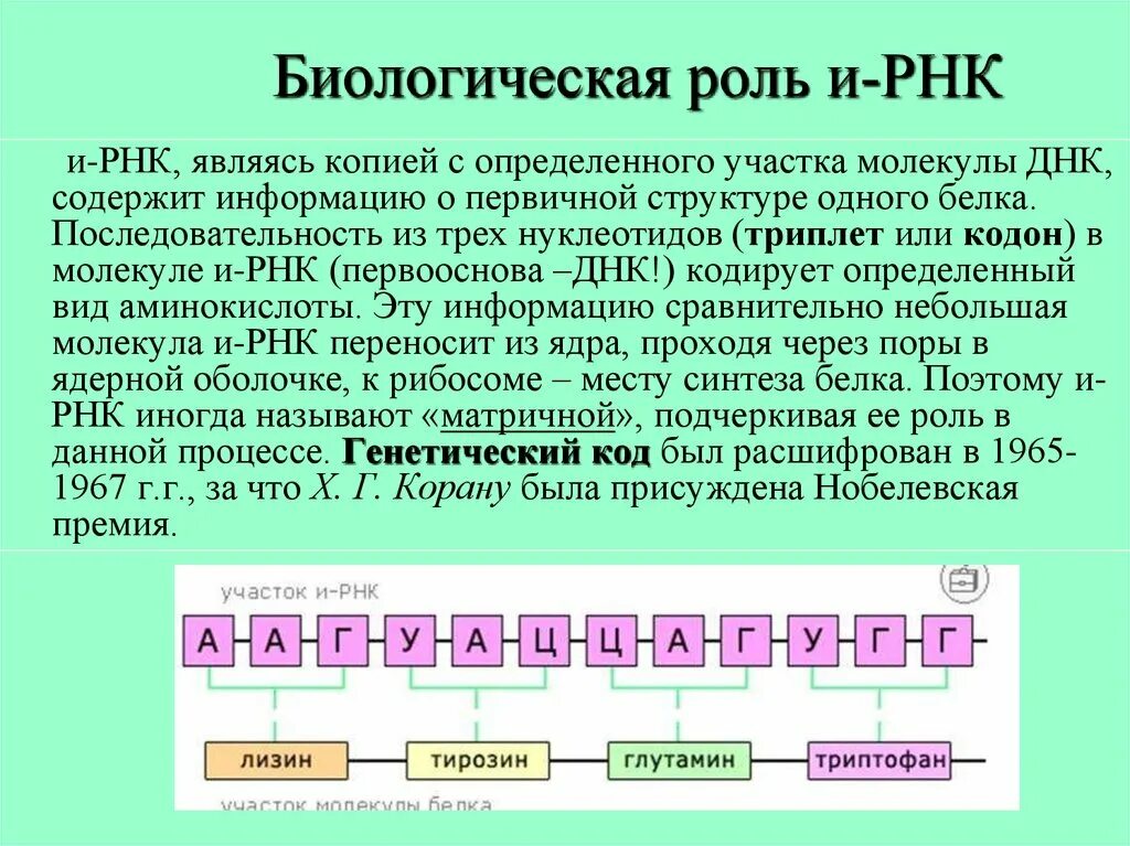 Матрицей является цепь днк. РНК. ДНК И РНК расшифровка. РНК расшифровка. Последовательность РНК.