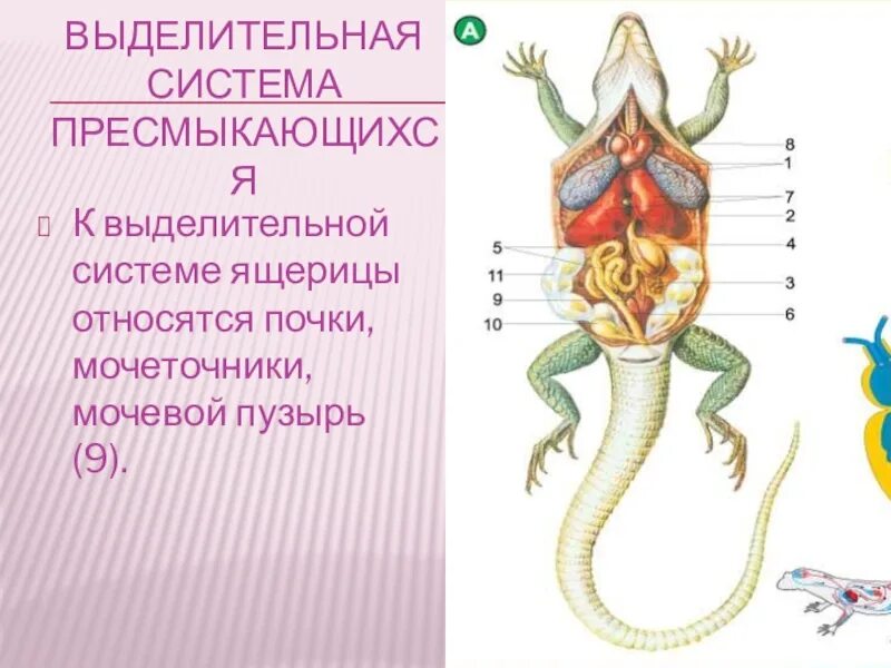 Выделительная система пресмыкающихся 7 класс. Выделительная система пресмыкающиеся 7 класс. Выделительная система рептилий схема. Выделительная система строение и функции пресмыкающихся.