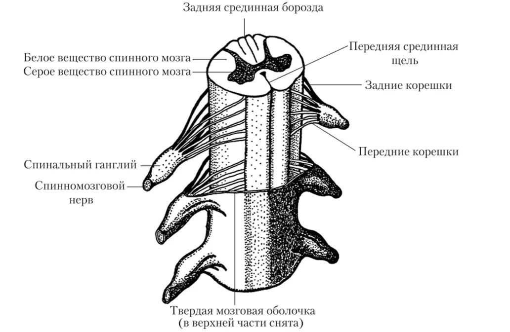 Строение спинного мозга вид сбоку рисунок. Схема строения сегмента спинного мозга. Схема спинного мозга с обозначениями.