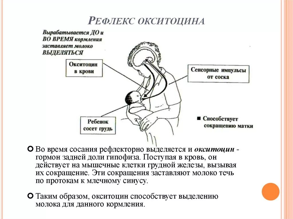 Пролактин молоко. Схема рефлекса окситоцина и пролактина. Фактор усиливающий рефлекс окситоцина. Рефлекс окситоцина грудное вскармливание. Рефлекс пролактина и окситоцина.