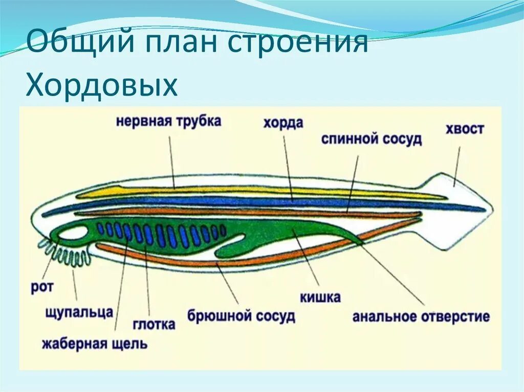 Выберите признаки хордовых. План строения хордовых. общая схема внутреннего строения хордового животного. хордовые общий план строения. общий план строения хордовых животных.