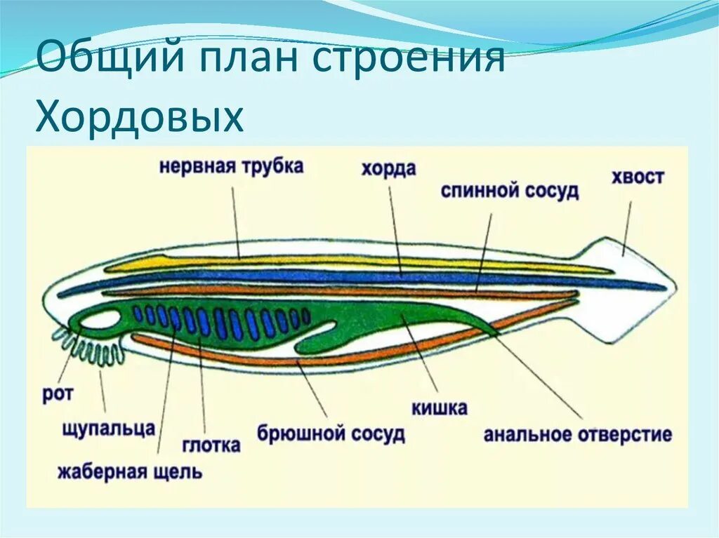 Схема внутреннего строения ланцетника рис 108. Общая характеристика типа хордовых Подтип Бесчерепные ланцетник. Пищеварительная система ланцетника схема. Общая схема строения хордовых.