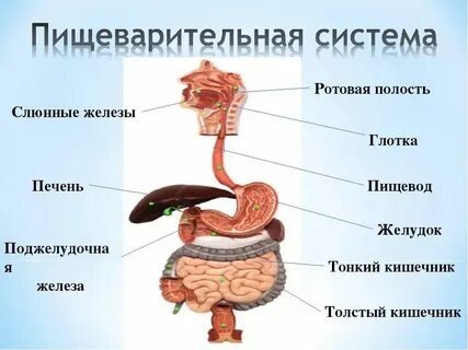 Какое пищеварение происходит в желудке