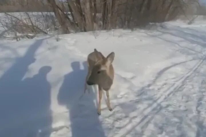 Пять косуль. Косуля Оренбургской области. Косуля в Ульяновской области. Дикие животные Тоцкого района Оренбургской области. Нашествие косуль