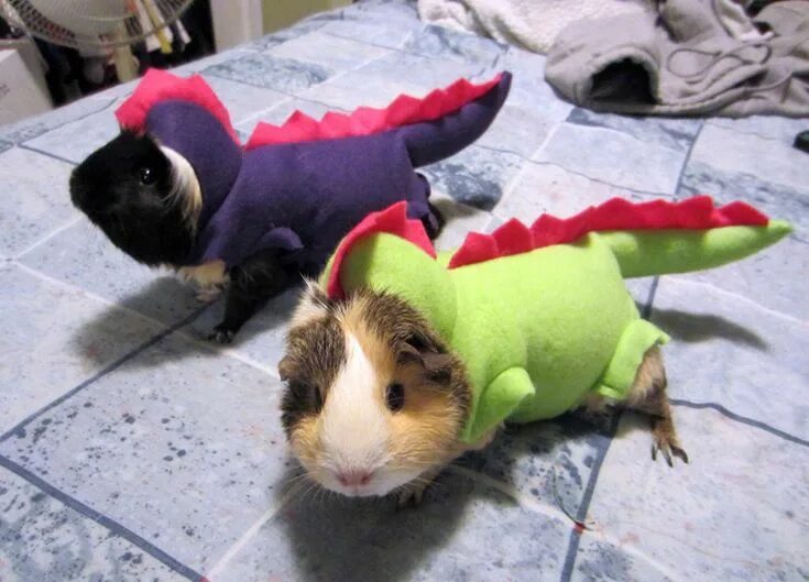 Star Wars and Harry Potter outfits help make adorable guinea pigs massive Instag