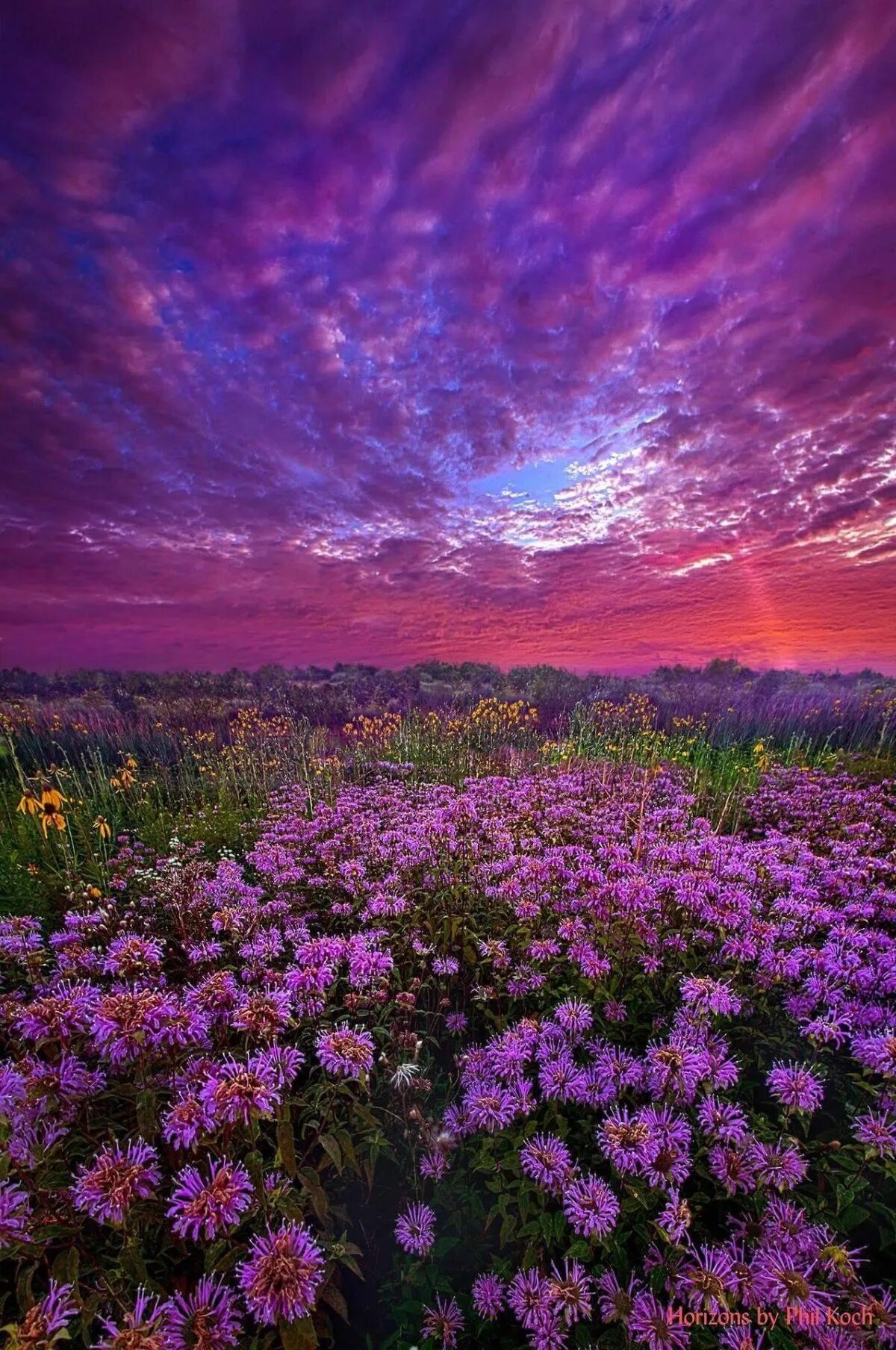 Поле цветов во сне. Сиреневые цветы. Поле сиреневых цветов. Лиловый рассвет. Розово фиолетовые цветы.