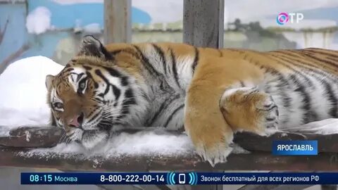 Почему снегурочка дружит с тигром вопрос
