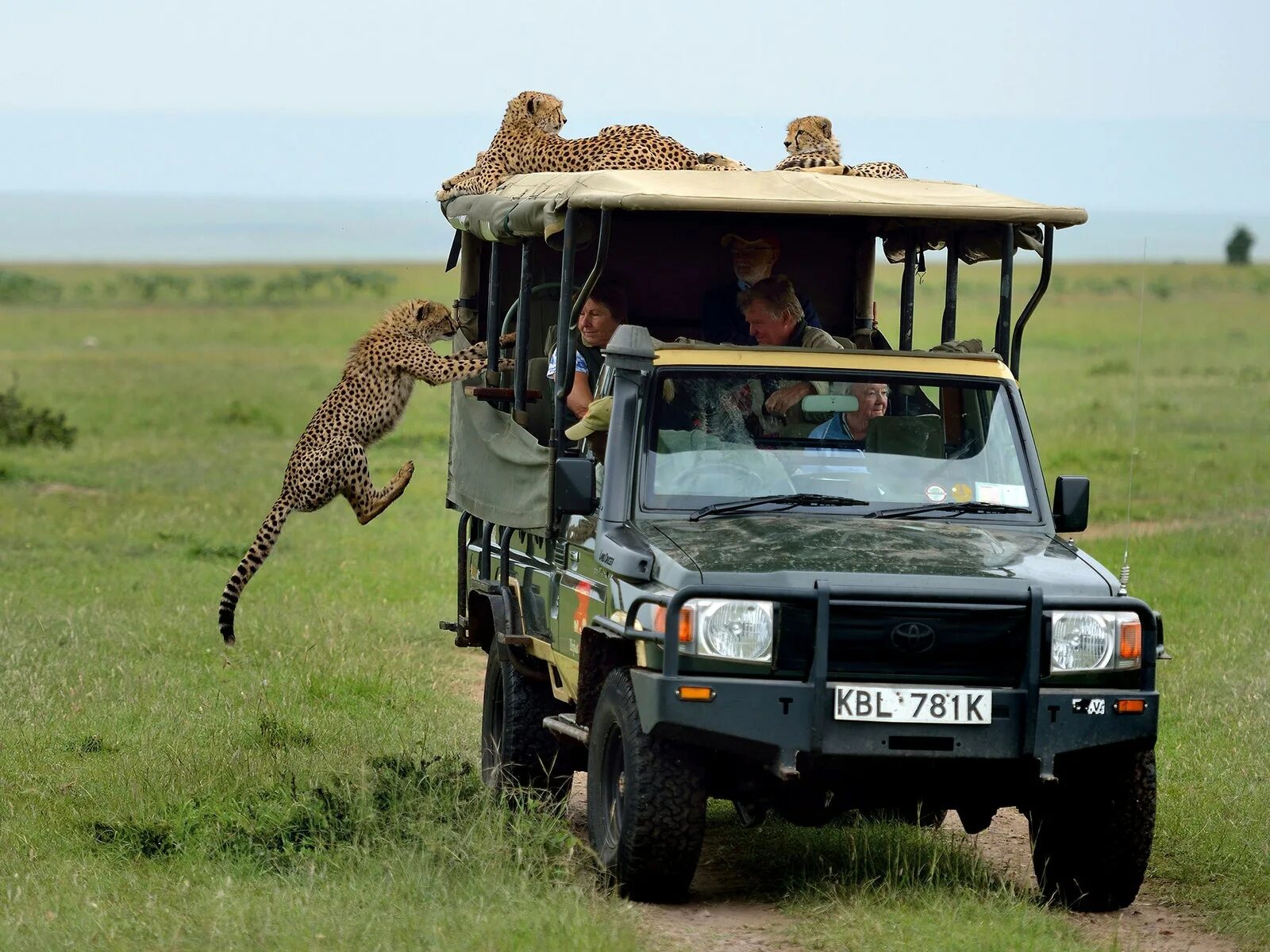 Africa safari. Джип сафари Кения.