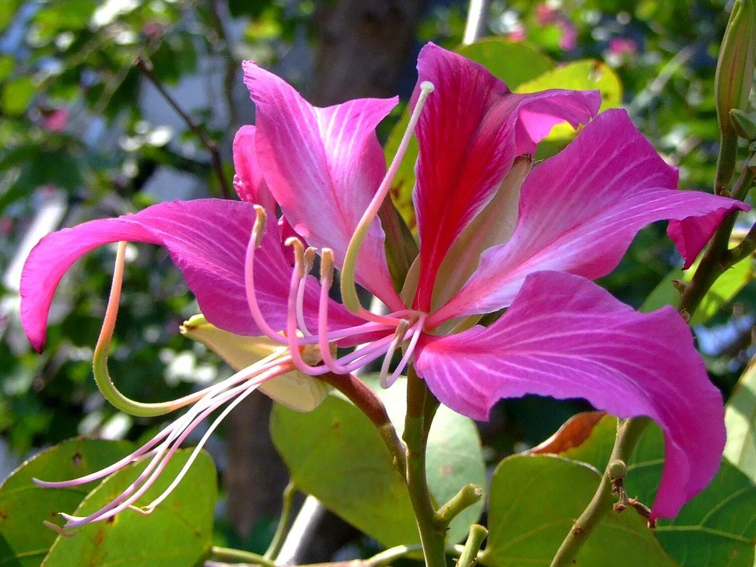 баухиния пестрая. эвкалипт deglupta. пестрое дерево. плинтус t-plast чайка 2500x58x22 палитра. эвкалипт розовоцветковый.