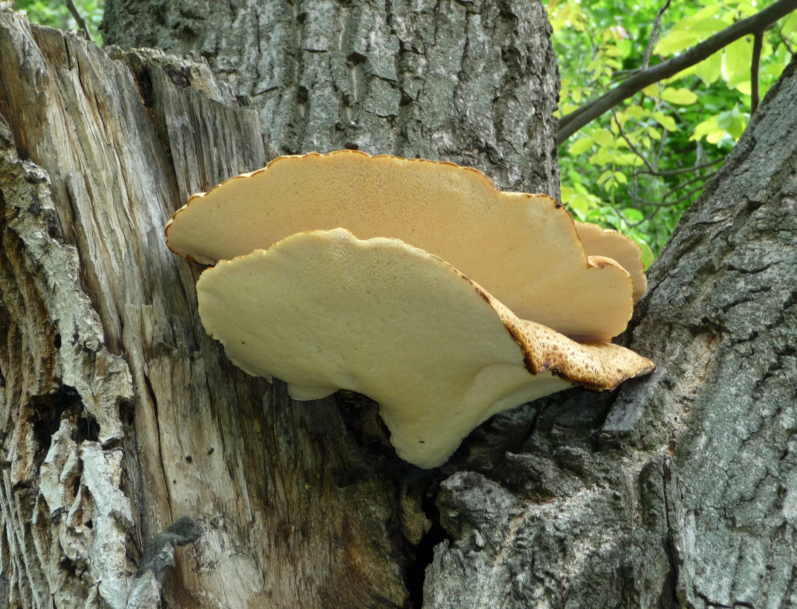 Трутовик вешенки. Трутовик и вешенка. Трутовик клубненосный Polyporus tuberaster. Трутовик (Polyporus rhizophilus). Гриб на дереве трутовик