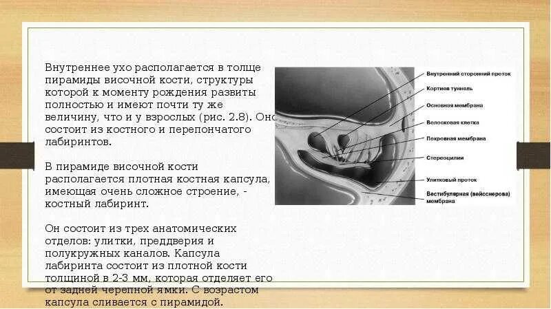 Возрастные особенности строения уха. Внутреннее ухо располагается в височной кости. Возрастные особенности внутреннего уха. Внутреннее ухо в толще кости. Внутреннее ухо 8