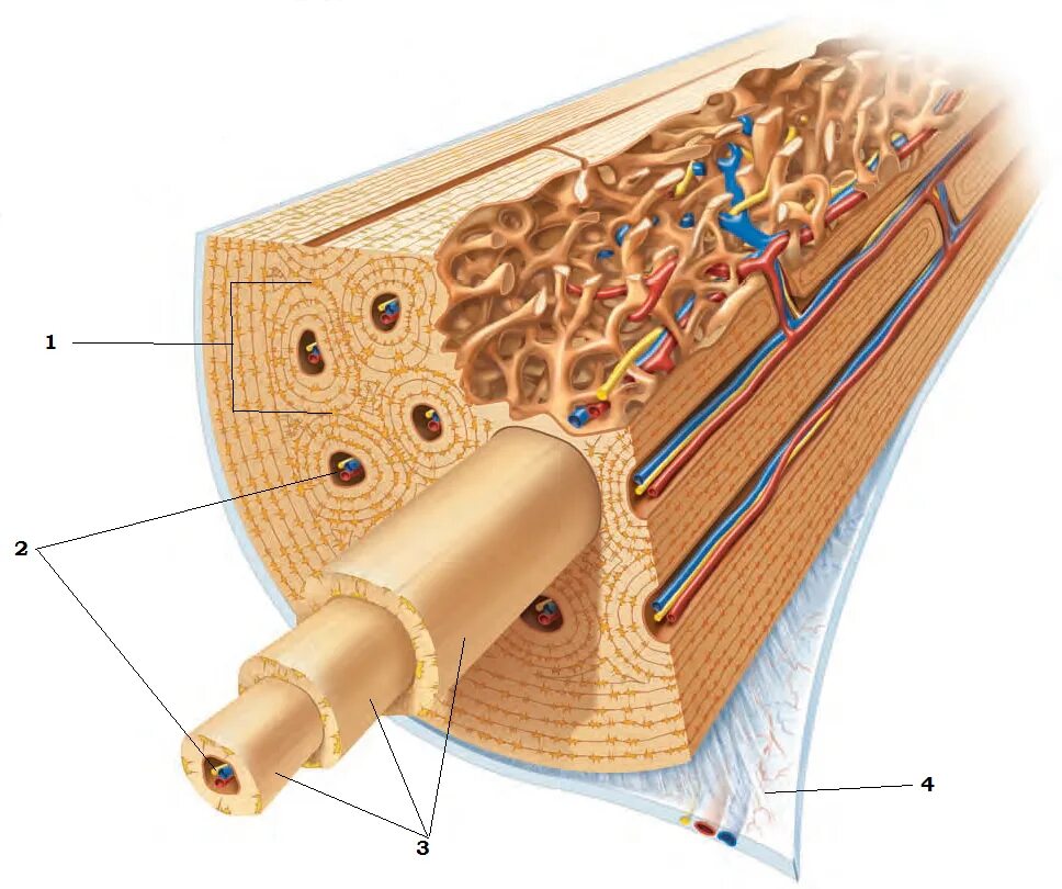 Костная ткань Остеон. Строение костей Остеон. Строение кости Остеон. Костная ткань гаверсов канал. Остеон 2