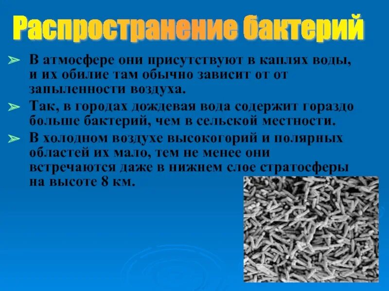 Какие условия способствуют распространению бактерий