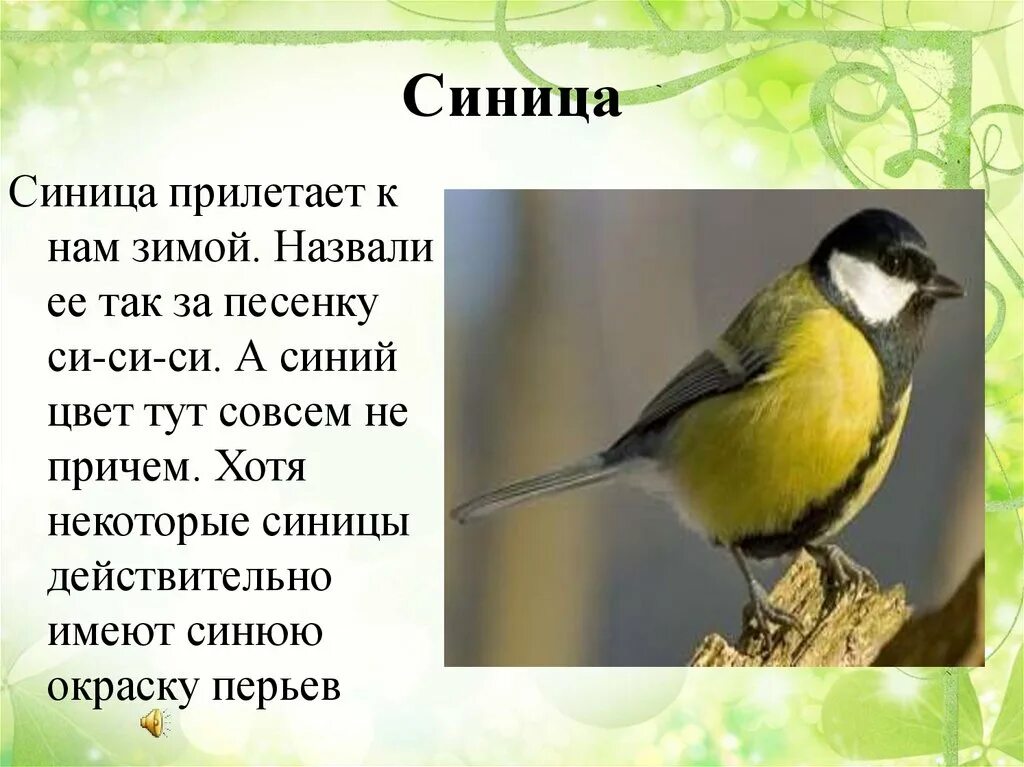 Синица улетает на юг или нет. Синица прилетела. синички прилетели. синица прилетает зимой. синица-лазоревка ударение.