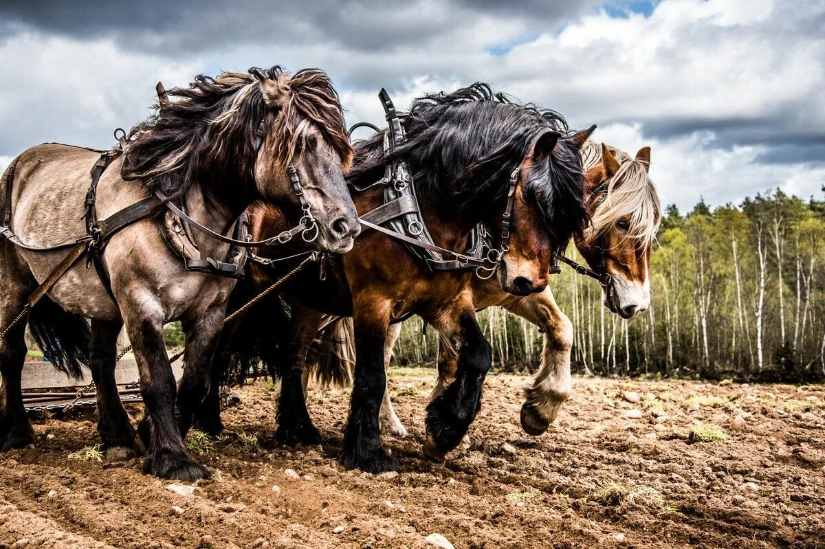 Heavy horses