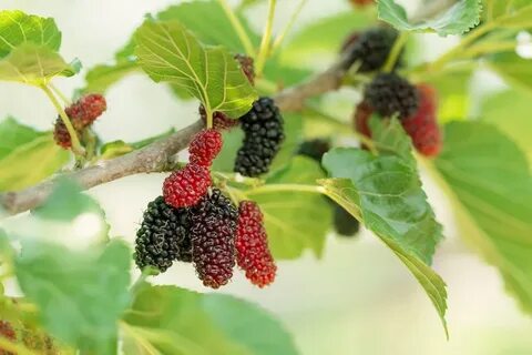 Mulberry перевод