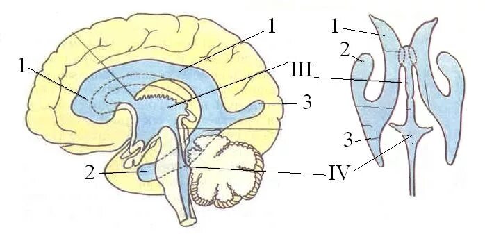 Ликворная система головного мозга схема. 4 Желудочек головного мозга. Схема системы желудочков головного мозга. Желудочки головного мозга анатомия.