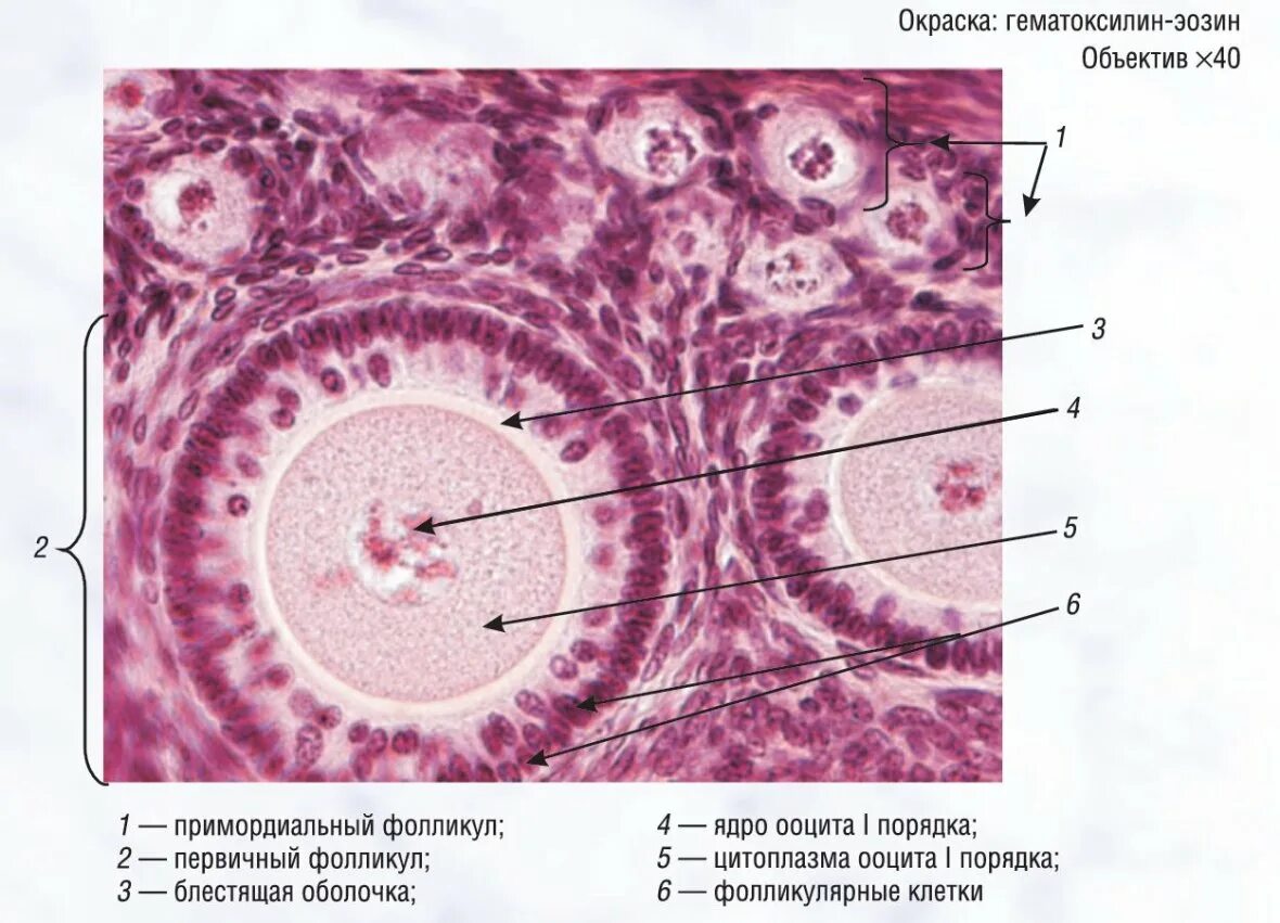 Граафов пузырек яичника. Яичник млекопитающего препарат гистология. Препарат яйцеклетка млекопитающего. Поперечный срез яичника гистология. Строение фолликула яичника млекопитающего.