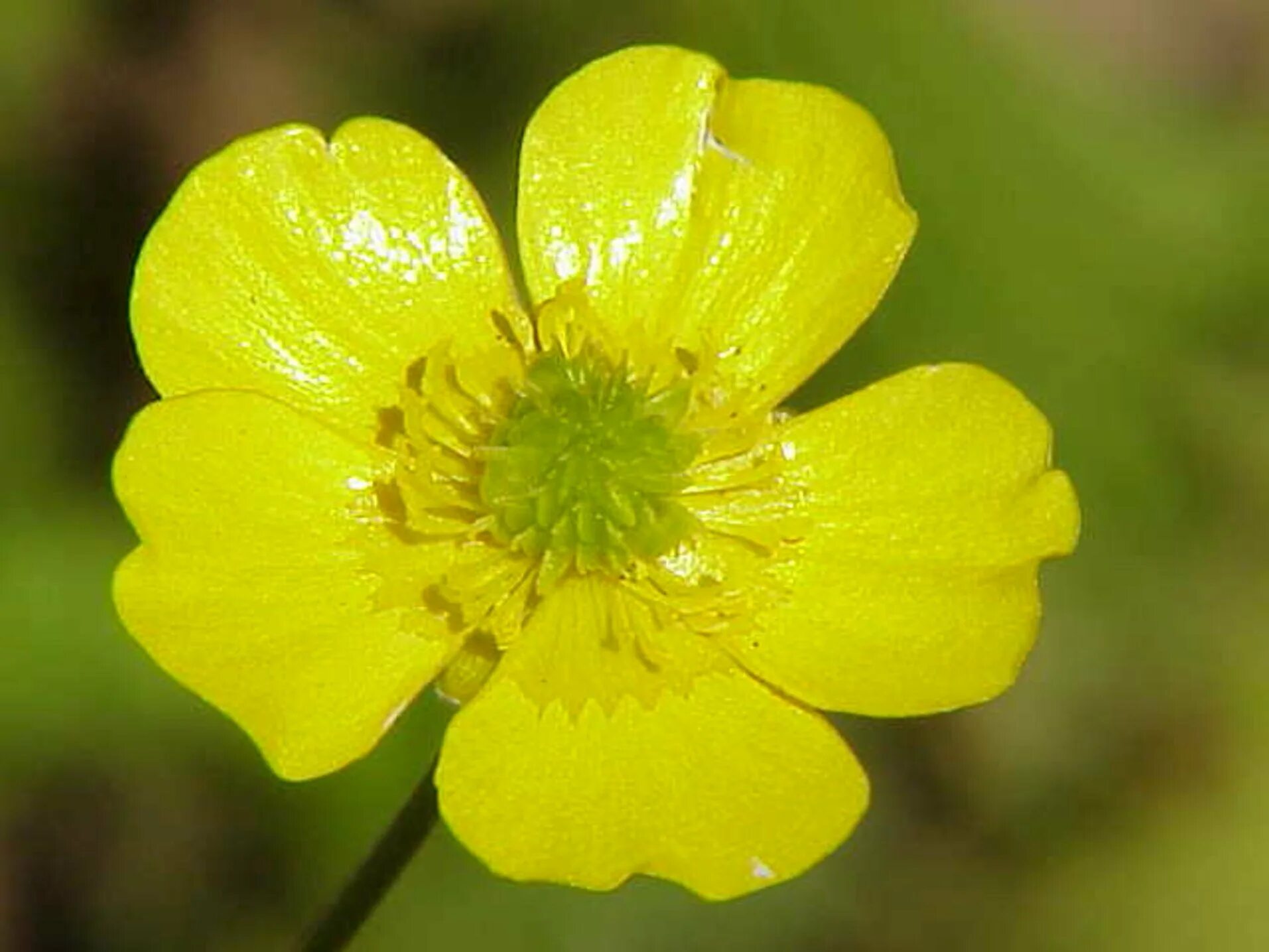 Лютик ядовитый. Лютик. Лютик ползучий. Лютик ползучий ranunculus repens. Лютик клубненосный.